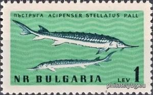 БК 1296