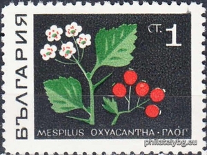 БК 1923