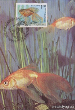 БК 4065
