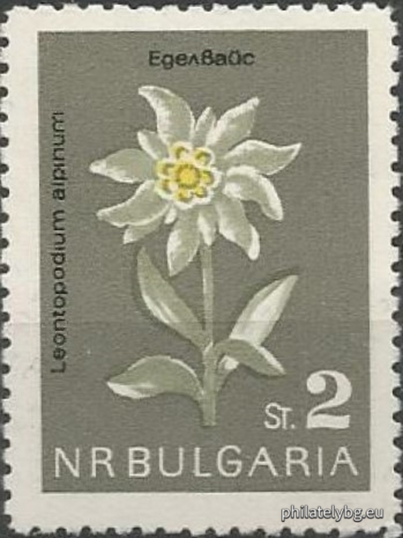 1462 - golden bucket (candlestick); 1463 - edelweiss; 1464 - Rila primrose; 1465 - white water lily; 1466 - Urum tulip; 1467 - long-spurred pansy; 1468 - mountain primrose; 1469 - narcissus anemone.
