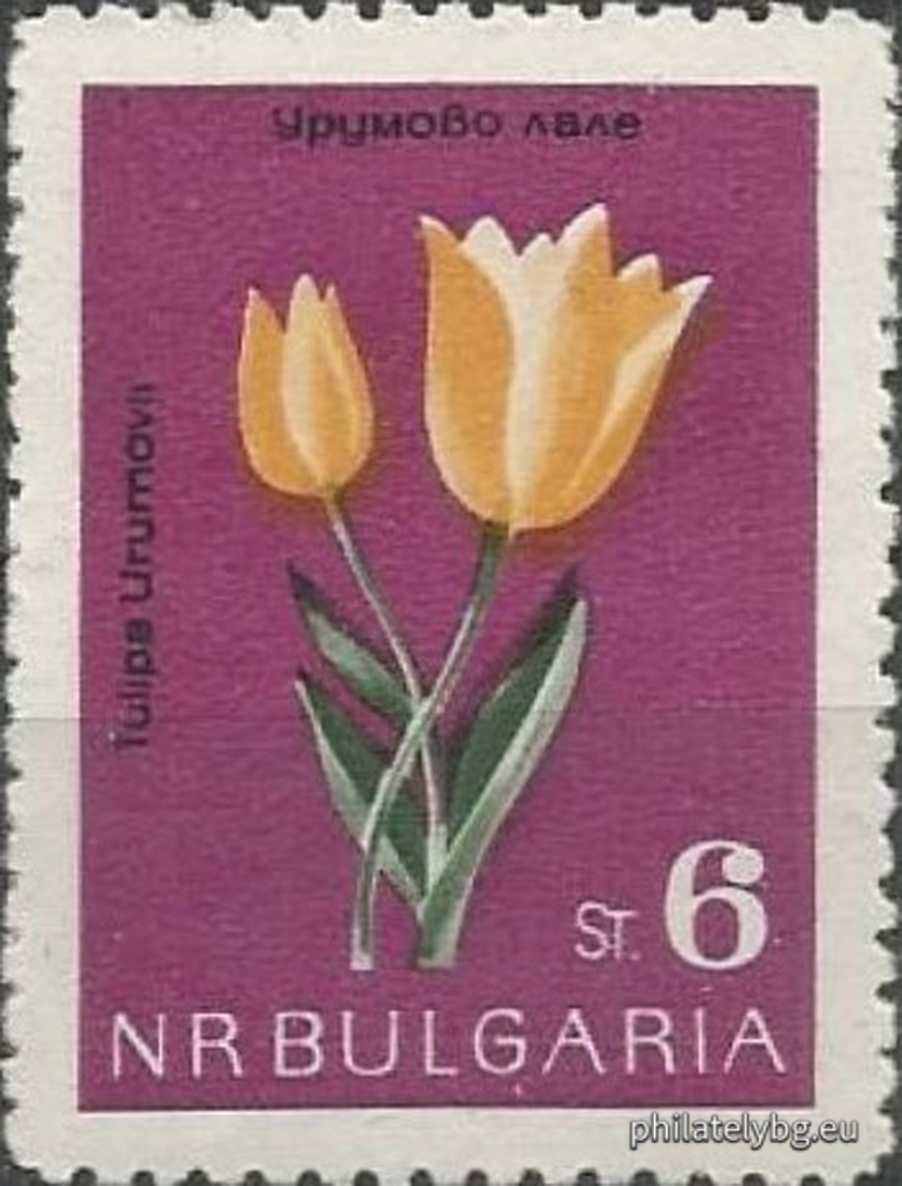 1462 - golden bucket (candlestick); 1463 - edelweiss; 1464 - Rila primrose; 1465 - white water lily; 1466 - Urum tulip; 1467 - long-spurred pansy; 1468 - mountain primrose; 1469 - narcissus anemone.