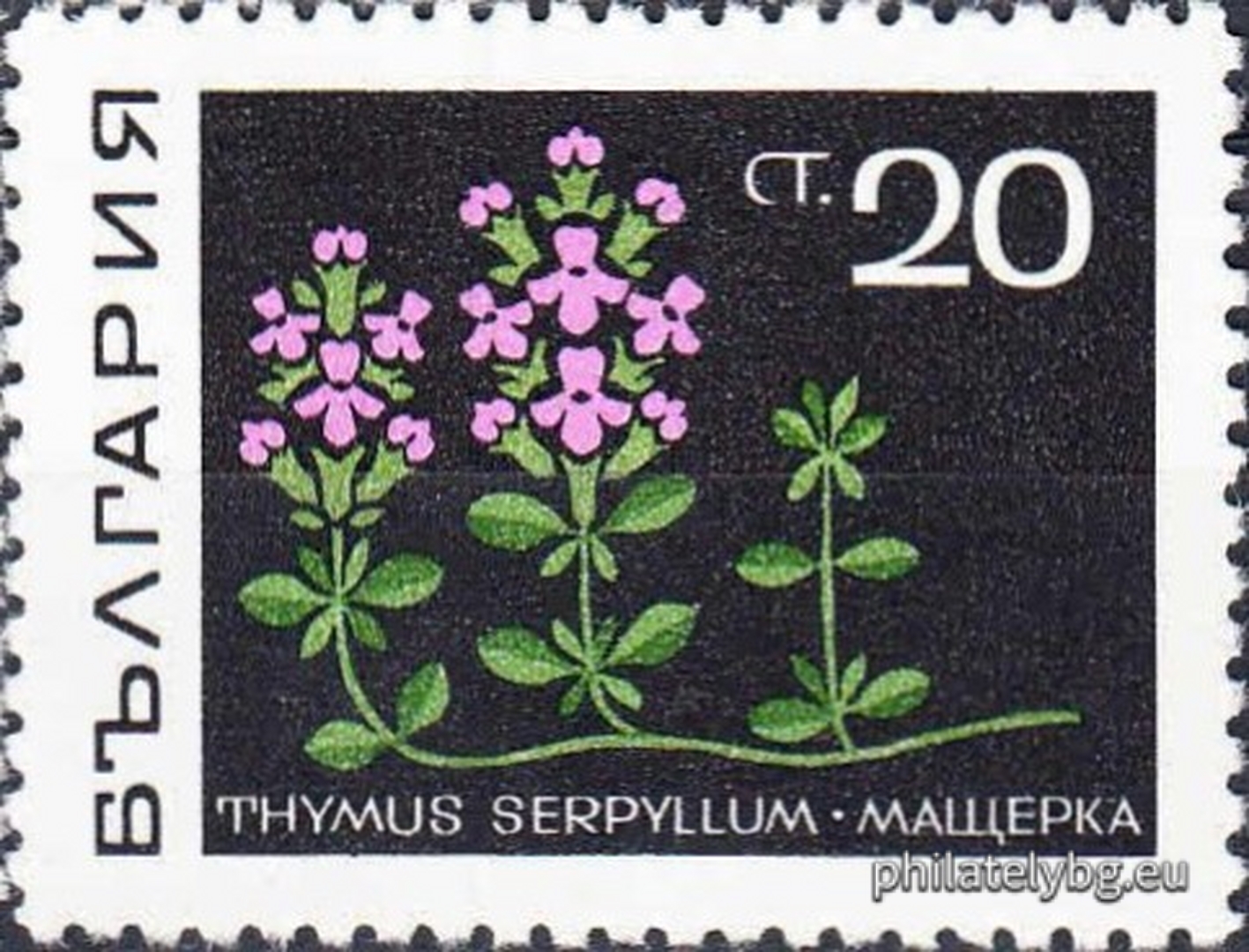 1922 - chamomile; 1923 - hawthorn; 1924 - lily of the valley; 1925 - belladonna; 1926 - mallow; 1927 - primrose; 1928 - wild poppy; 1929 - thyme.