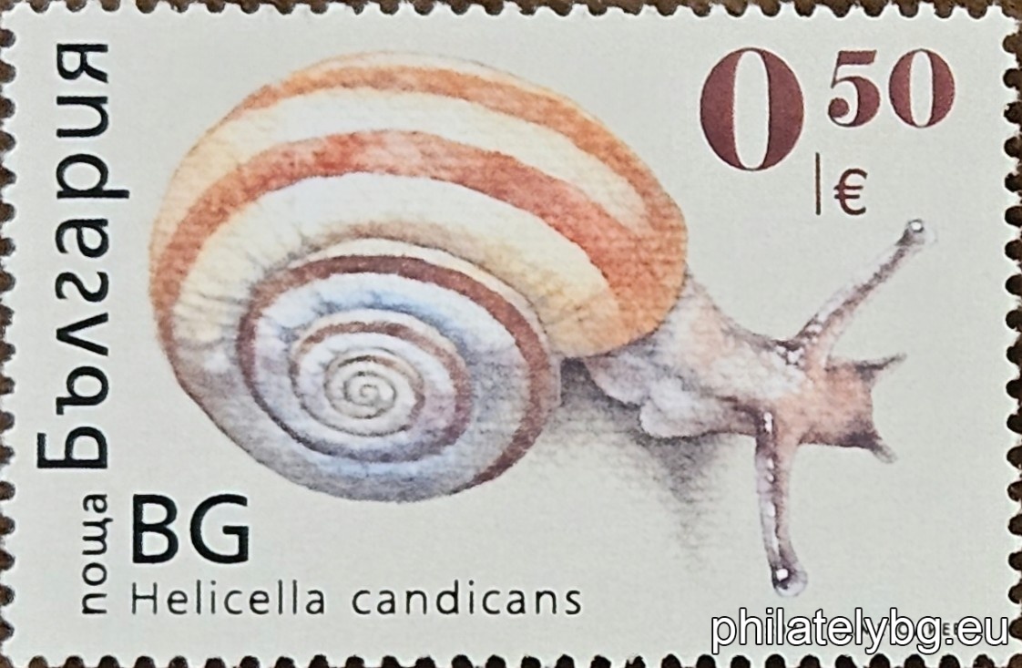 The Fauna – Snails series presents four characteristic terrestrial species: Helicella candicans, Vitrina pellucida, Vallonia costata and Helix lucorum. The publication highlights the diversity in size, shape and ecological niches of these gastropods – from transparent and miniature forest species to the large Balkan vine snail.