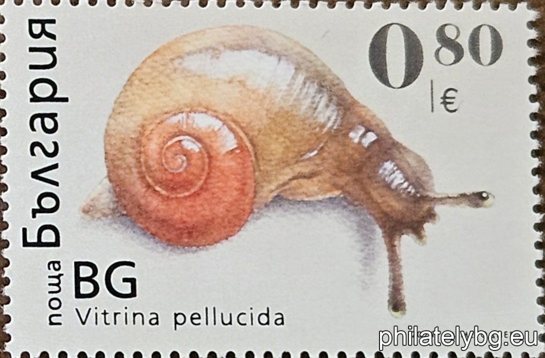 The Fauna – Snails series presents four characteristic terrestrial species: Helicella candicans, Vitrina pellucida, Vallonia costata and Helix lucorum. The publication highlights the diversity in size, shape and ecological niches of these gastropods – from transparent and miniature forest species to the large Balkan vine snail.