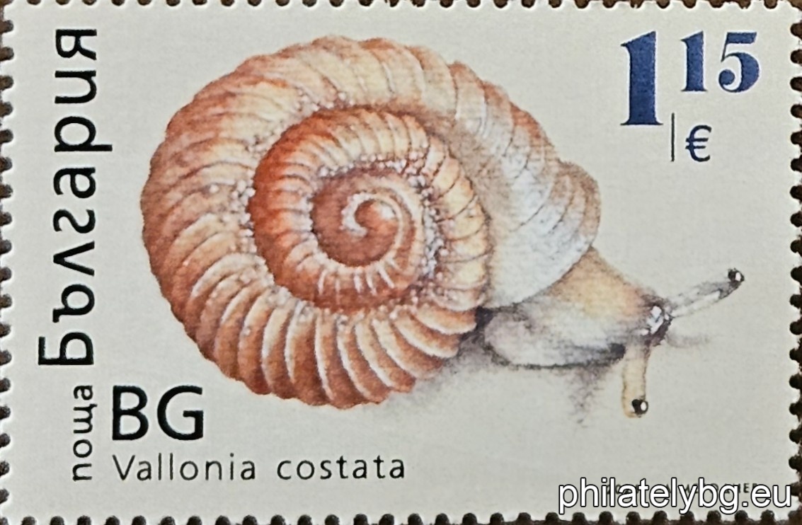 The Fauna – Snails series presents four characteristic terrestrial species: Helicella candicans, Vitrina pellucida, Vallonia costata and Helix lucorum. The publication highlights the diversity in size, shape and ecological niches of these gastropods – from transparent and miniature forest species to the large Balkan vine snail.