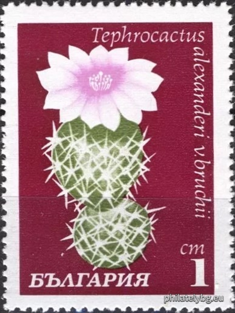 2057 - tephrocactus; 2058 - prickly pear; 2059 - haciora ; 2060 - gymnocalycium; 2061 - helianthocereus; 2062 - untrimmed; 2063 - the pereskia ; 2064 - unobsessed.