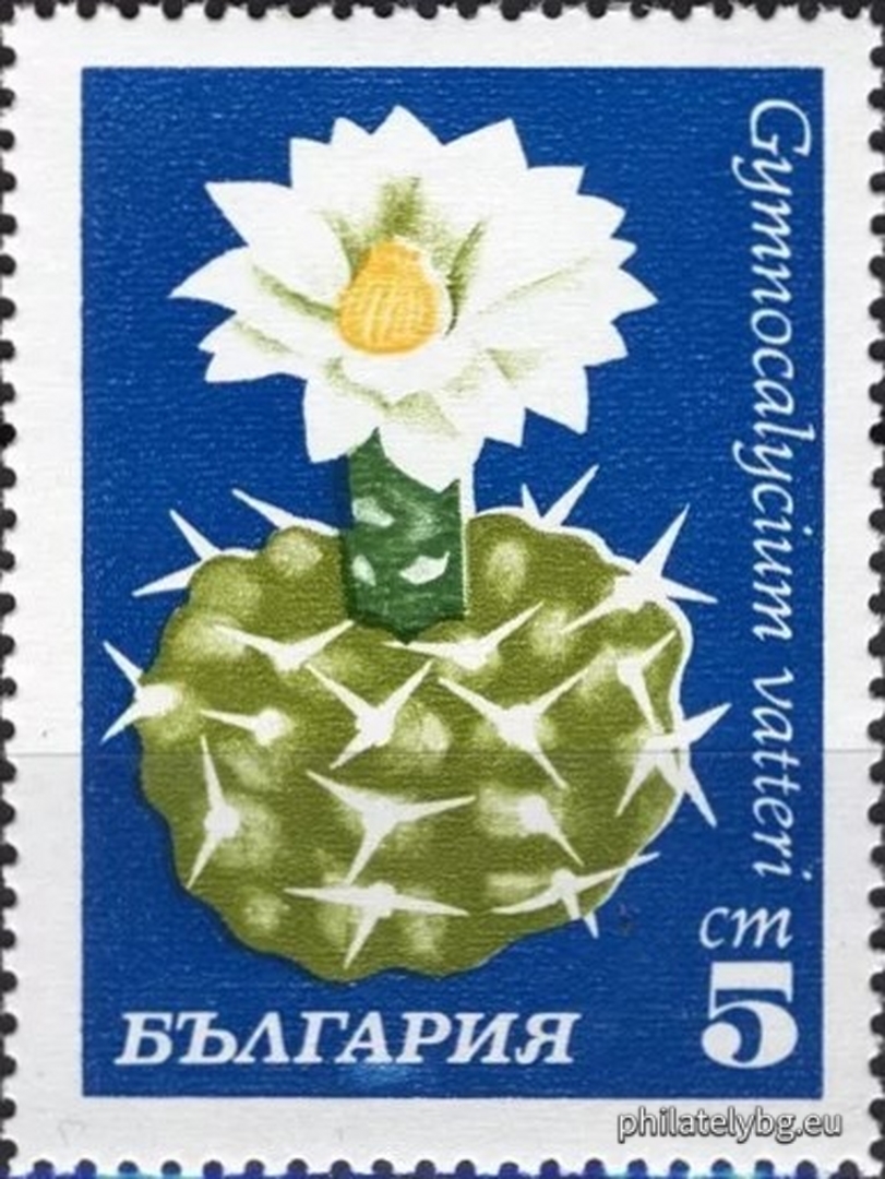 2057 - tephrocactus; 2058 - prickly pear; 2059 - haciora ; 2060 - gymnocalycium; 2061 - helianthocereus; 2062 - untrimmed; 2063 - the pereskia ; 2064 - unobsessed.