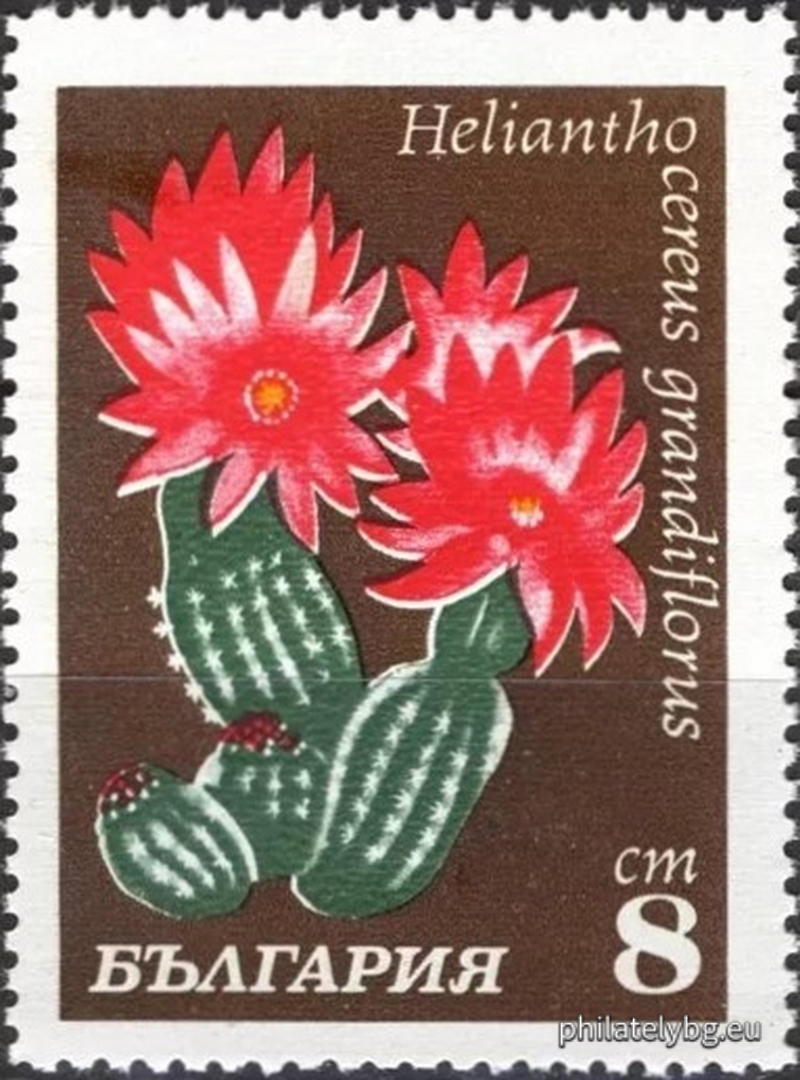 2057 - tephrocactus; 2058 - prickly pear; 2059 - haciora ; 2060 - gymnocalycium; 2061 - helianthocereus; 2062 - untrimmed; 2063 - the pereskia ; 2064 - unobsessed.