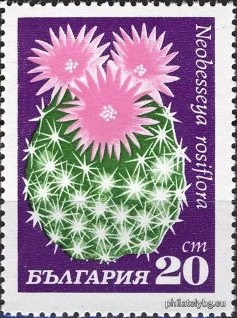 2057 - tephrocactus; 2058 - prickly pear; 2059 - haciora ; 2060 - gymnocalycium; 2061 - helianthocereus; 2062 - untrimmed; 2063 - the pereskia ; 2064 - unobsessed.
