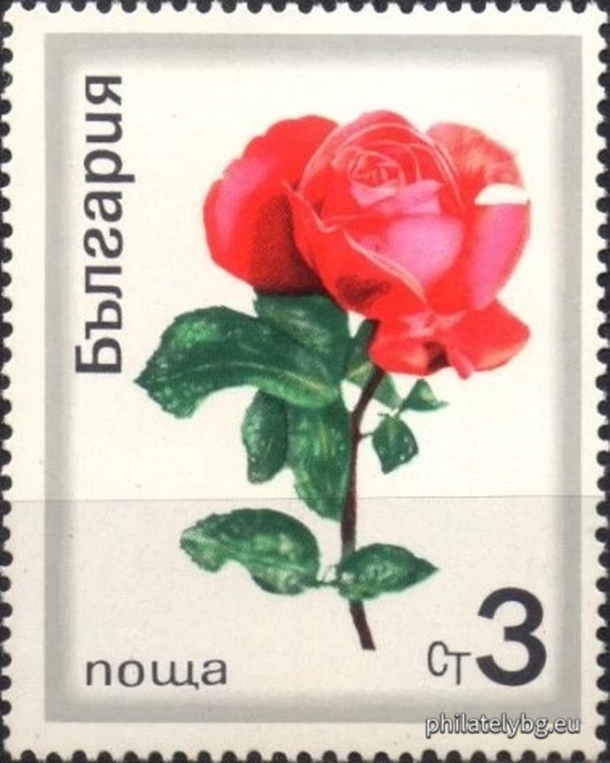 2065 - oil-bearing rose; 2066-2072 - various types of ornamental roses.