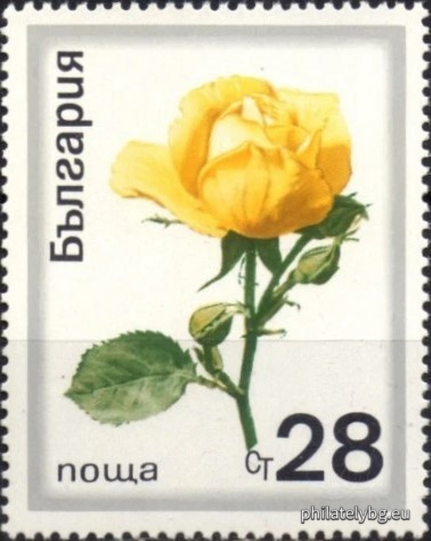 2065 - oil-bearing rose; 2066-2072 - various types of ornamental roses.