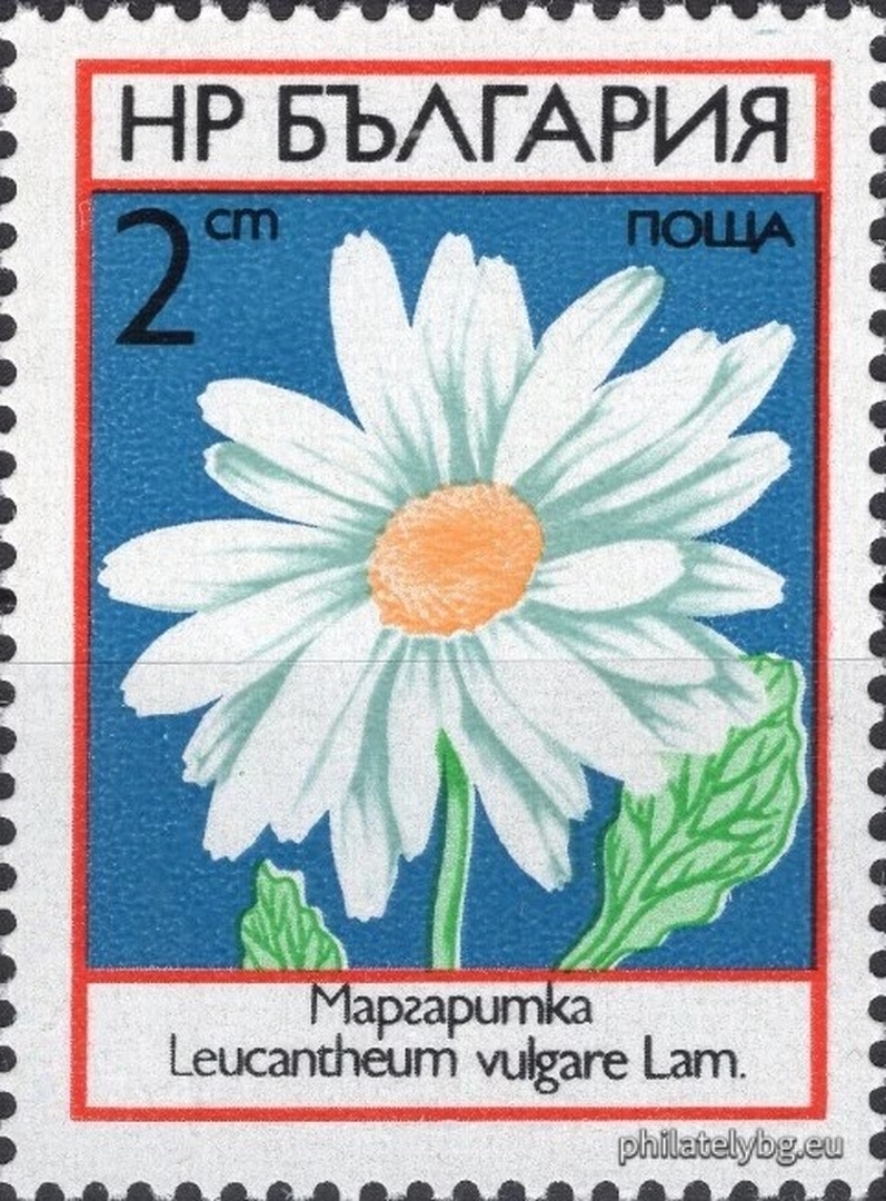 2303 - poppy; 2304 - daisy; 2305 - peony; 2306 - cornflower; 2307 - cornflower; 2308 - buttercup.