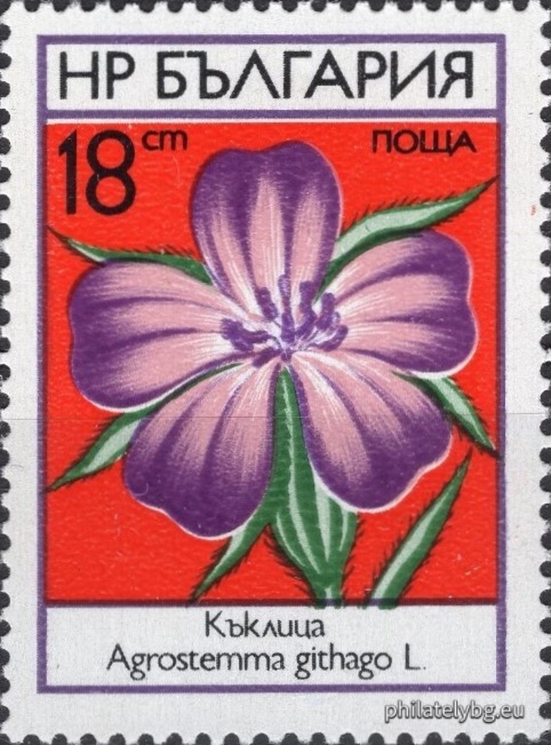 2303 - poppy; 2304 - daisy; 2305 - peony; 2306 - cornflower; 2307 - cornflower; 2308 - buttercup.