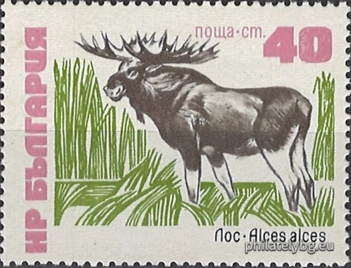 2315 - muskrat; 2316 - raccoon dog; 2317 - mouflon; 2318 - fallow deer; 2319 - bison; 2320 - elk.