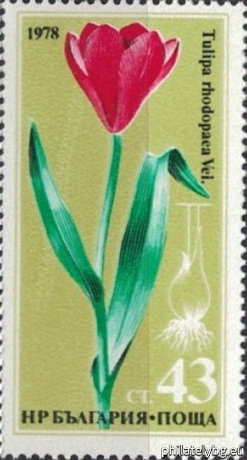 2749 - Stiburniis tulip; 2750 - Dryanovskas tulip; 2751 - Rhodope cream; 2752 - Urum tulip; 2753 - Yellow mountain cream (Samodiv tulip); 2754 - Rhodope tulip.