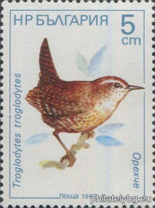 3632 - nuthatch; 3633 - yellow wagtail; 3634 - wood warbler; 3635 - blackbird; 3636 - cherry warbler; 3637 - water starling.