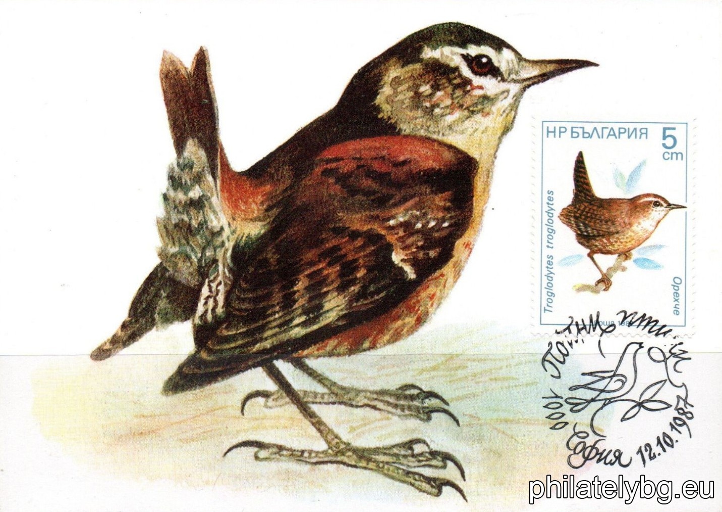3632 - nuthatch; 3633 - yellow wagtail; 3634 - wood warbler; 3635 - blackbird; 3636 - cherry warbler; 3637 - water starling.