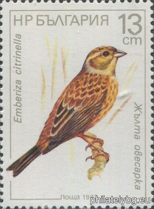 3632 - nuthatch; 3633 - yellow wagtail; 3634 - wood warbler; 3635 - blackbird; 3636 - cherry warbler; 3637 - water starling.