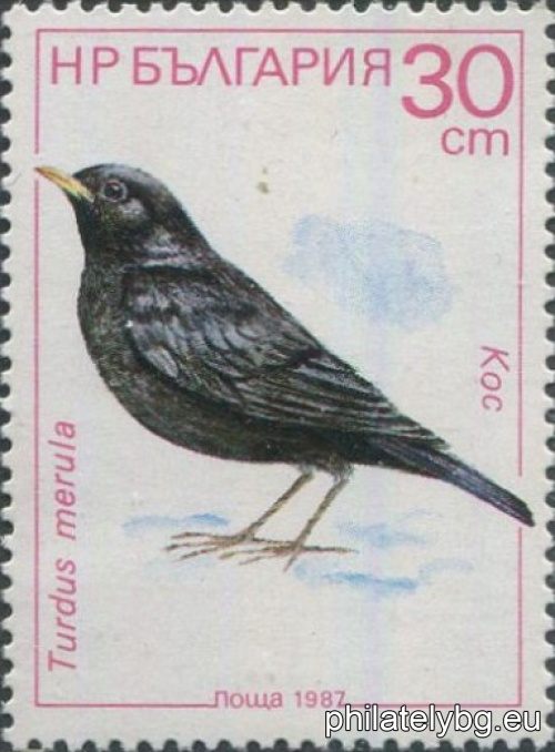3632 - nuthatch; 3633 - yellow wagtail; 3634 - wood warbler; 3635 - blackbird; 3636 - cherry warbler; 3637 - water starling.