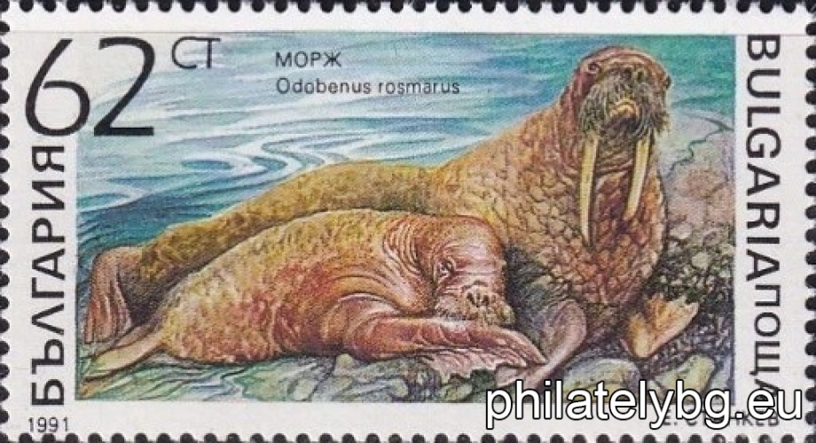 3975 - harp seal; 3976 - killer whale; 3977 - walrus; 3978 - bottlenose dolphin; 3979 - monk seal; 3980 - porpoise.