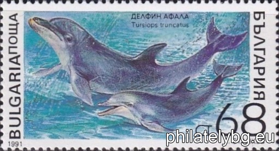 3975 - harp seal; 3976 - killer whale; 3977 - walrus; 3978 - bottlenose dolphin; 3979 - monk seal; 3980 - porpoise.