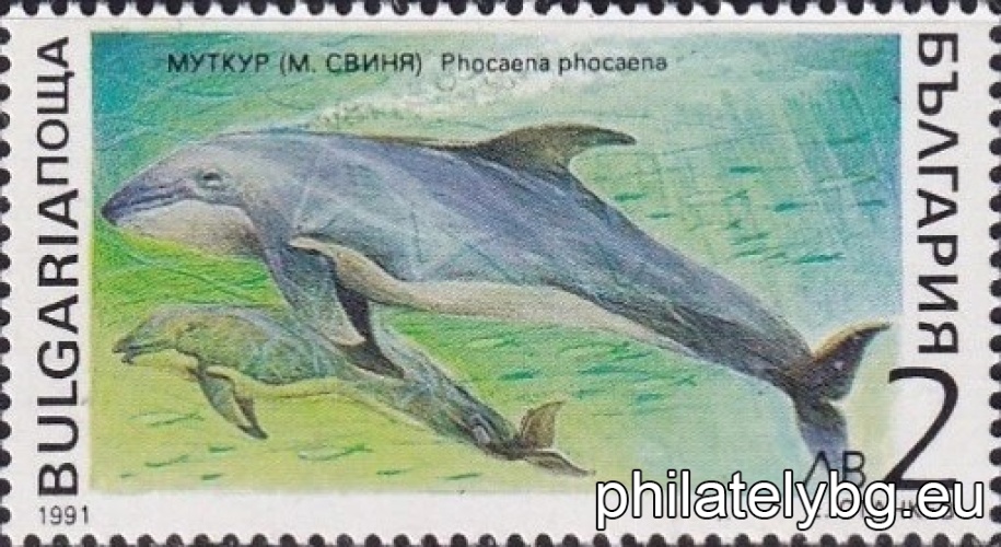 3975 - harp seal; 3976 - killer whale; 3977 - walrus; 3978 - bottlenose dolphin; 3979 - monk seal; 3980 - porpoise.