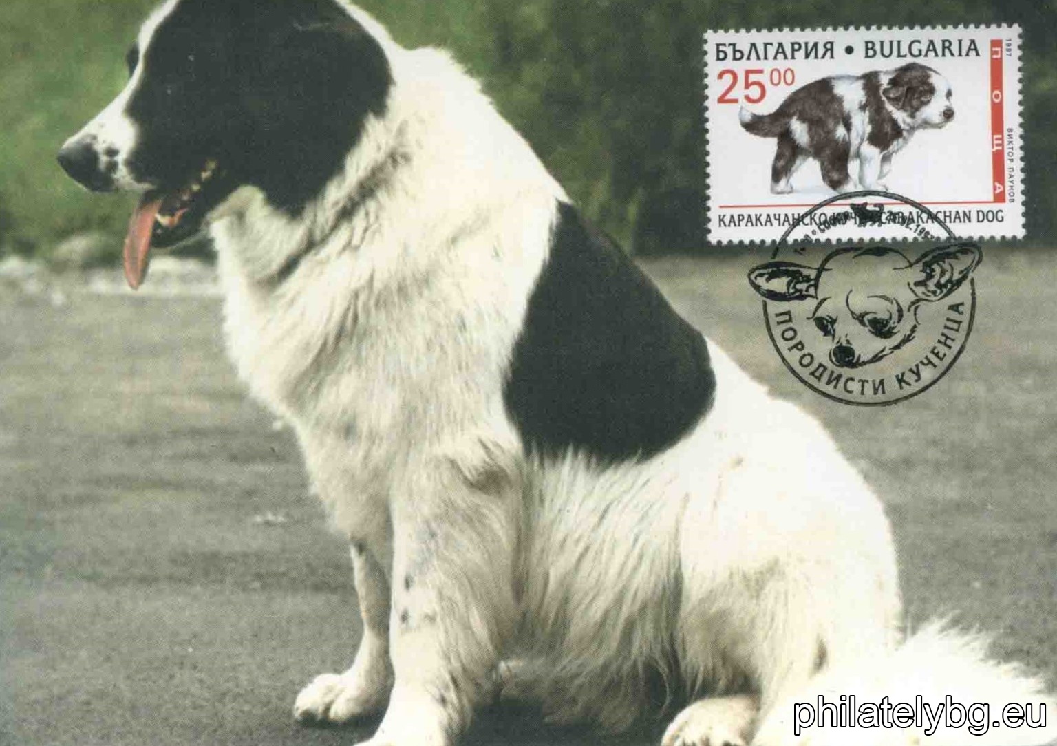 4275 - Pointer; 4276 - Chow Chow; 4277 - Karakachan Dog; 4278 - Basset Hound.