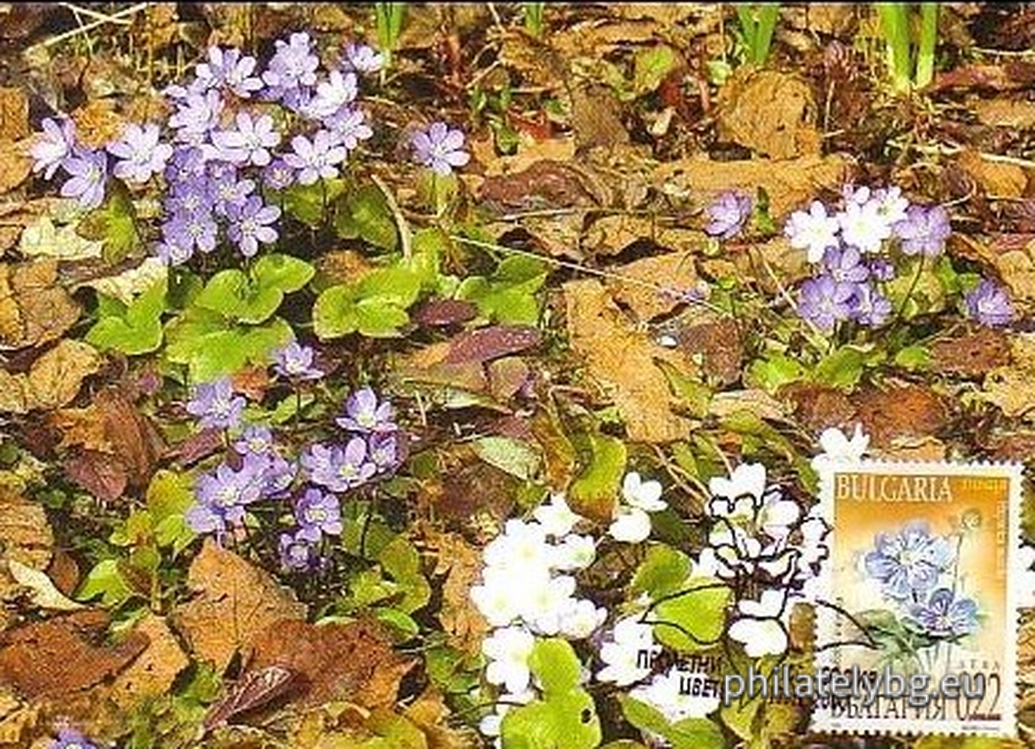 "Spring Flowers" - four postage stamps and a special postmark.