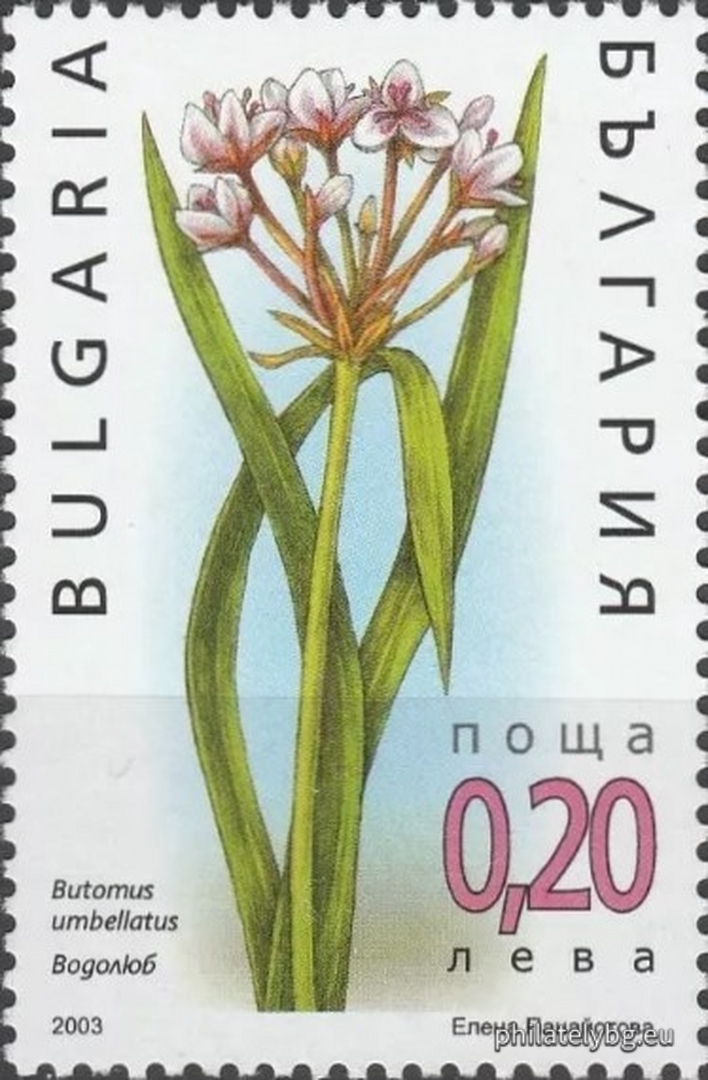 "Aquatic Plants" - four postage stamps and a special postage stamp.