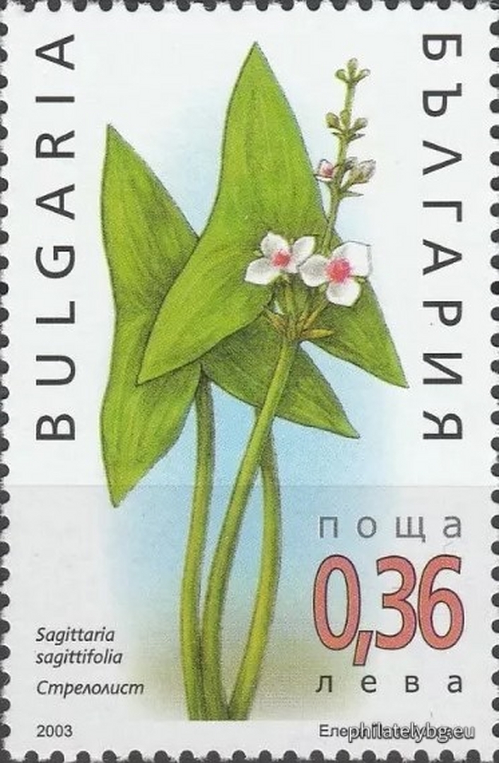 "Aquatic Plants" - four postage stamps and a special postage stamp.