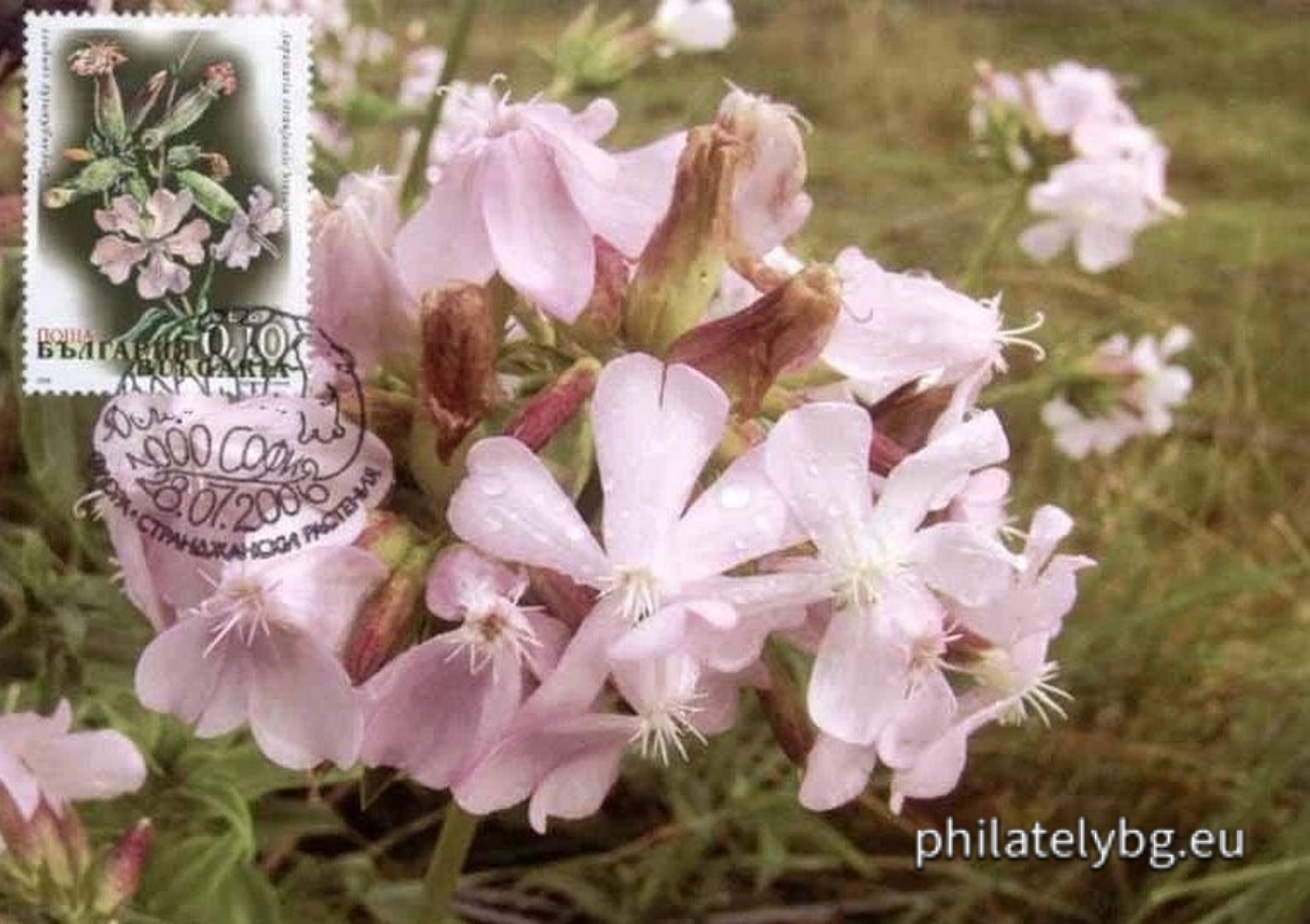 "Flora - Strandzha plants" - four postage stamps and a special postage stamp.