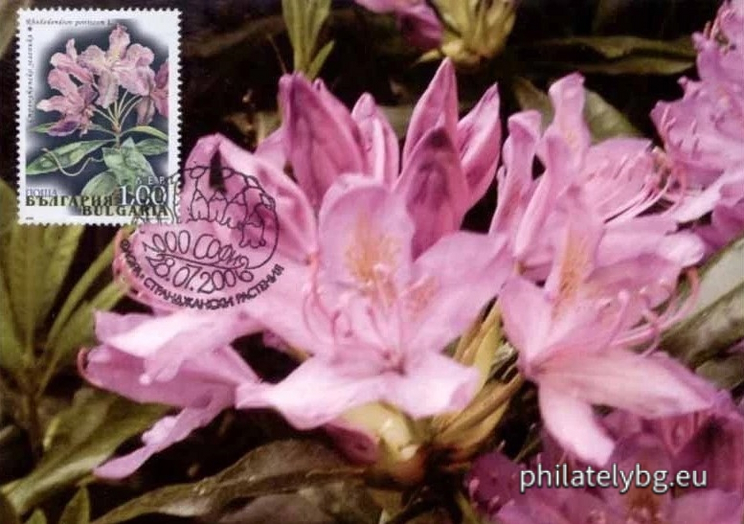 "Flora - Strandzha plants" - four postage stamps and a special postage stamp.