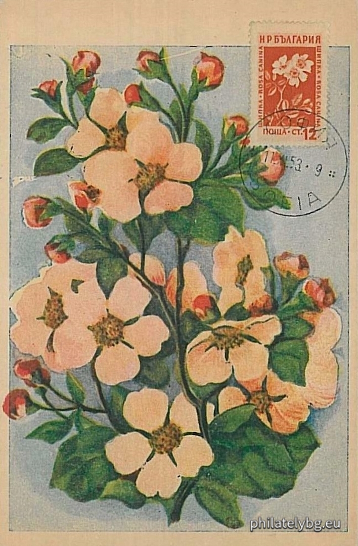 914 - belladonna (mad cow disease); 915 - tatul; 916 - sage; 917-918 - rosehip; 919-920 - gentian; 921 - poppy; 922 - peppermint; 923 - bearberry; 924 - coltsfoot; 925 - primrose; 926 - dandelion; 927 - foxglove.