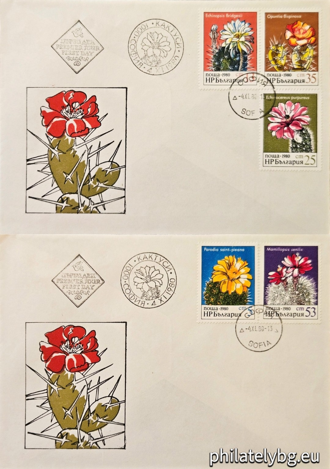 3000 - parody; 3001 - echinopsis; 3002 - echinocereus; 3003 - prickly pear; 3004 - Mamilopsis.